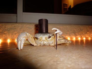 classy-crab